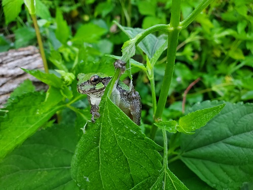 little frog.jpg